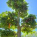 Fagus Sylvatica, Buk lesný, kont. C230L, výška: 200-225 cm (-34°C) - BONSAJ